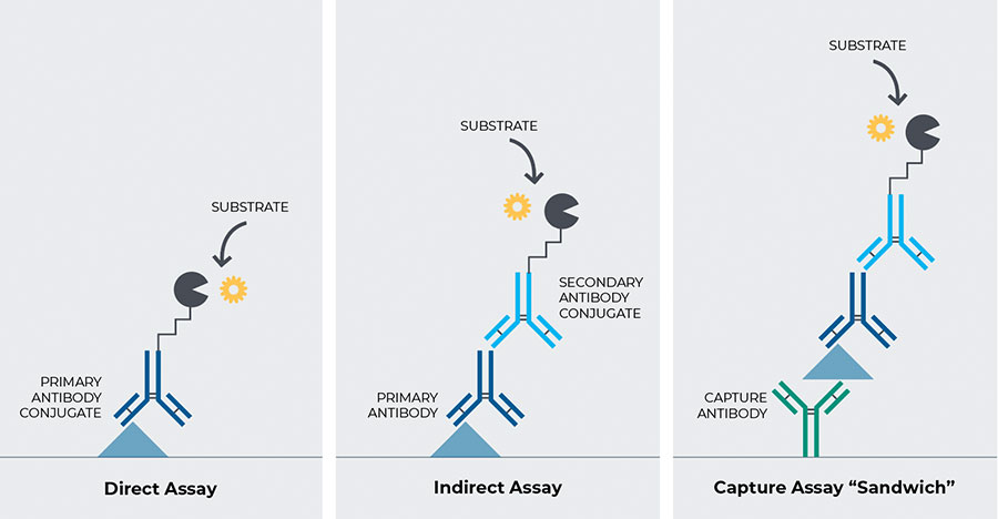 A chart to demonstrate how and ELISA assay works