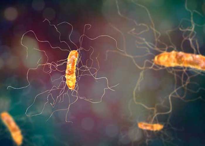Bacteria