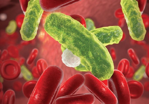 Bacteria floating in red cells in the bloodstream Bacteria floating in red cells in the bloodstream