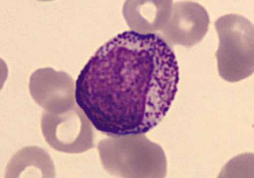Early Granulated Cells. 