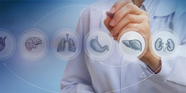 Physician pointing to organs Physician pointing to organs