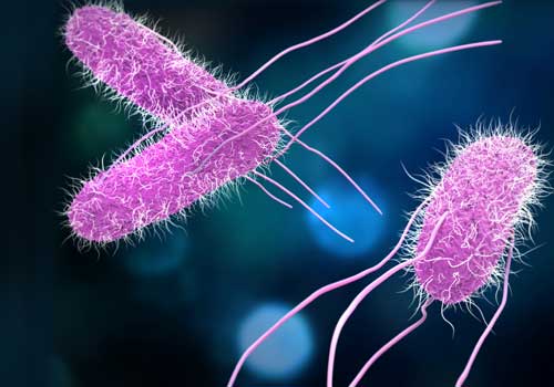 Carbapenems bacteria